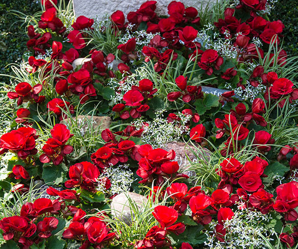 sommer bepflanzung grabpflege friedhof gaertner adrian 2 582x486 sommer bepflanzung grabpflege friedhof gaertner adrian 2 582x486